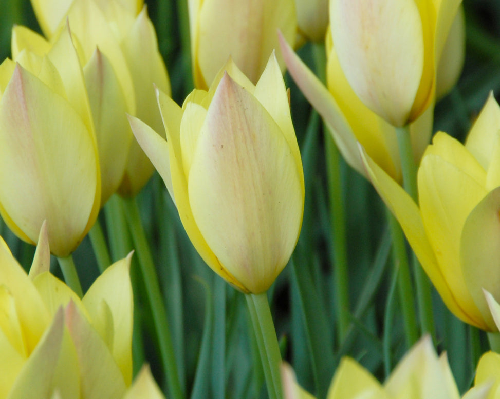 Tulip 'Honky Tonk'