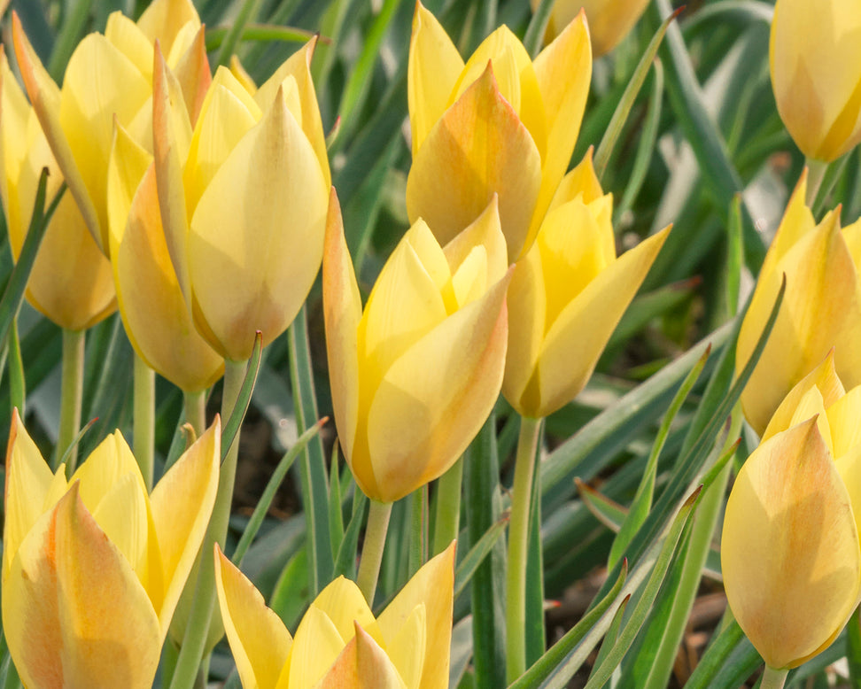 Tulip 'Honky Tonk'