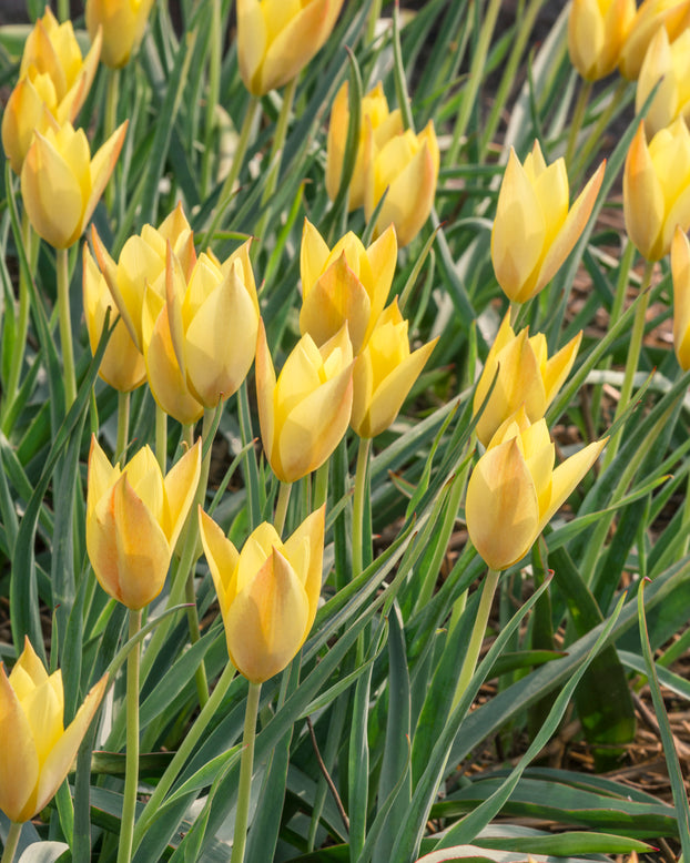 Tulip 'Honky Tonk'