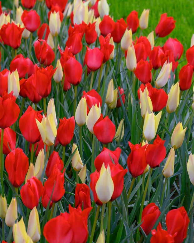 Tulip 'Honky Tonk'
