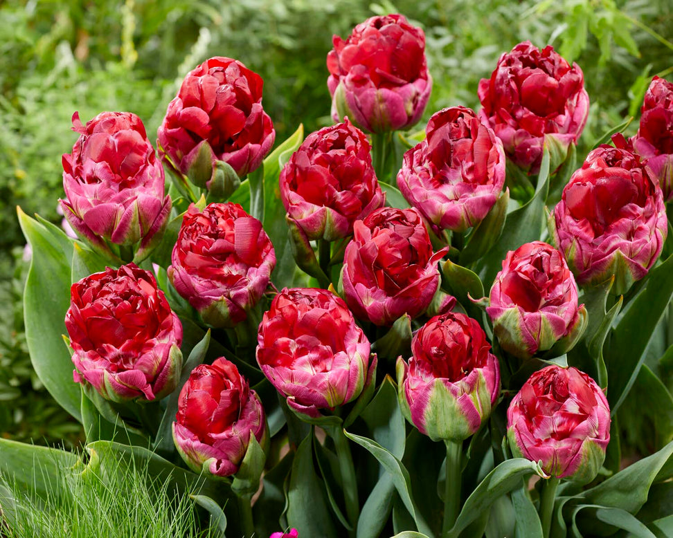 Tulip 'Ice Cream Cranberry'