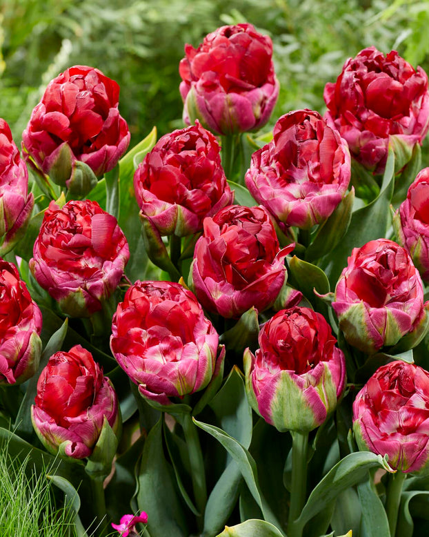 Tulip 'Ice Cream Cranberry'