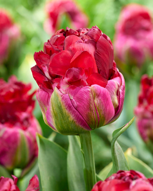 Tulip 'Ice Cream Cranberry'