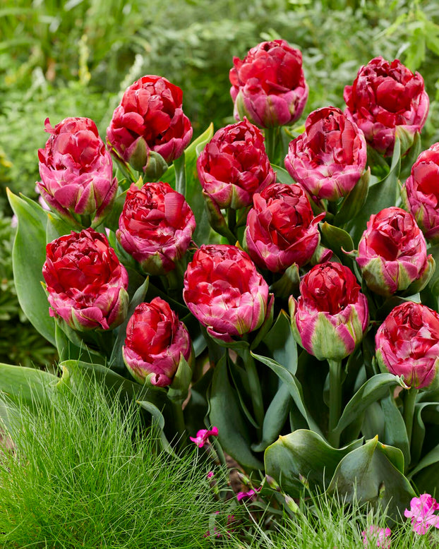 Tulip 'Ice Cream Cranberry'