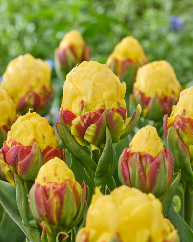 Tulip 'Ice Cream Lemon'