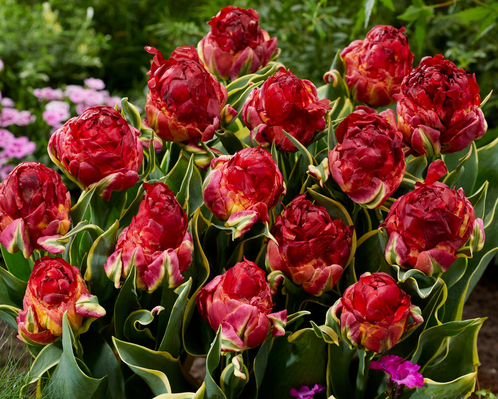 Tulip 'Ice Cream Sorbet'