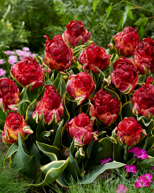 Tulip 'Ice Cream Sorbet'