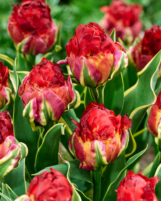 Tulip 'Ice Cream Sorbet'