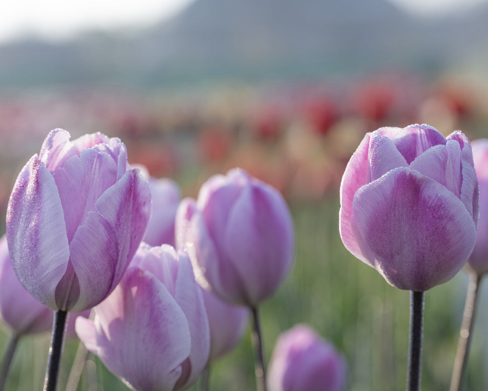 Tulip 'Jacuzzi'