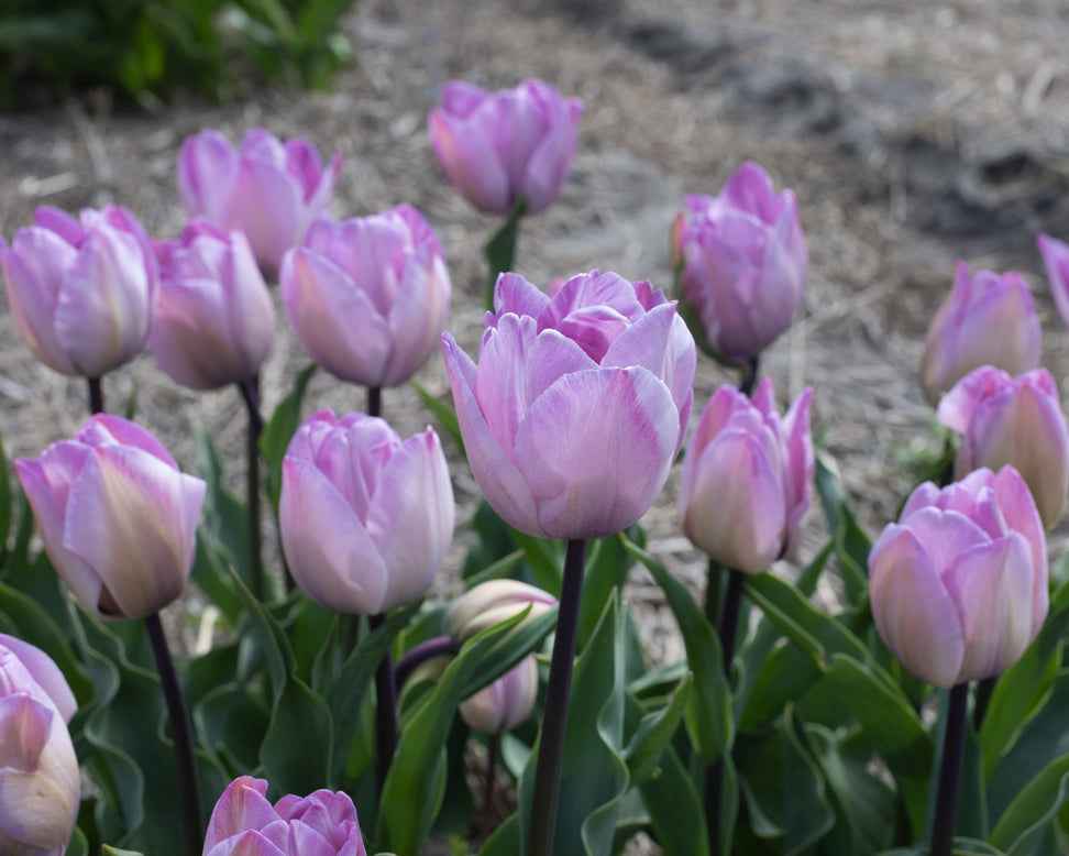 Tulip 'Jacuzzi'