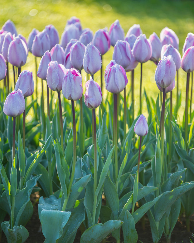 Tulip 'Jacuzzi'