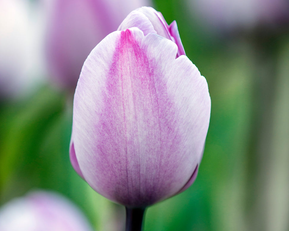 Tulip 'Jacuzzi'