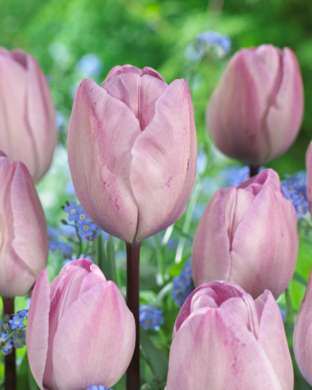 Tulip 'Jacuzzi'