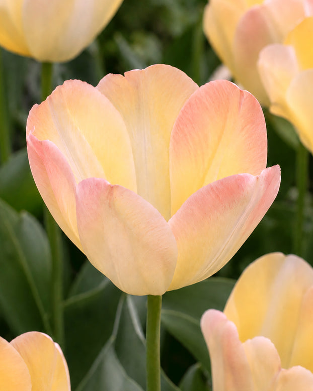 Tulip 'Jade Maiden'