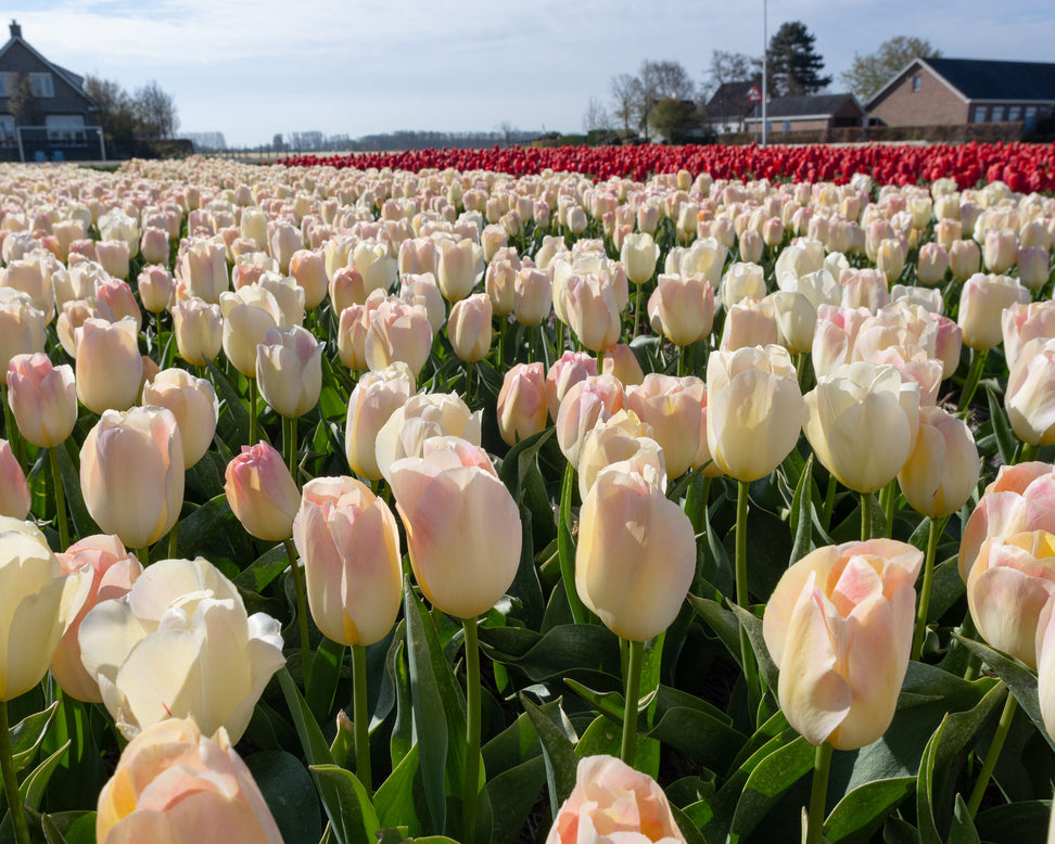 Tulip 'Jade Maiden'