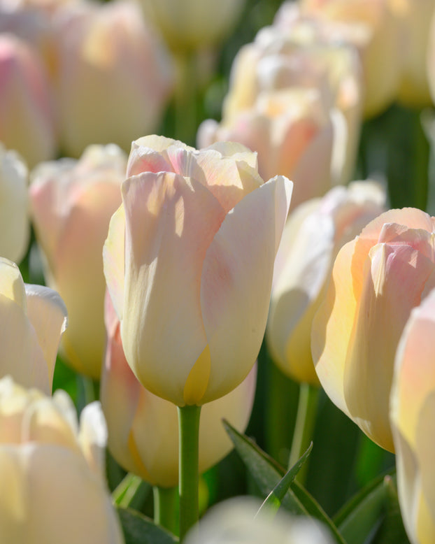 Tulip 'Jade Maiden'