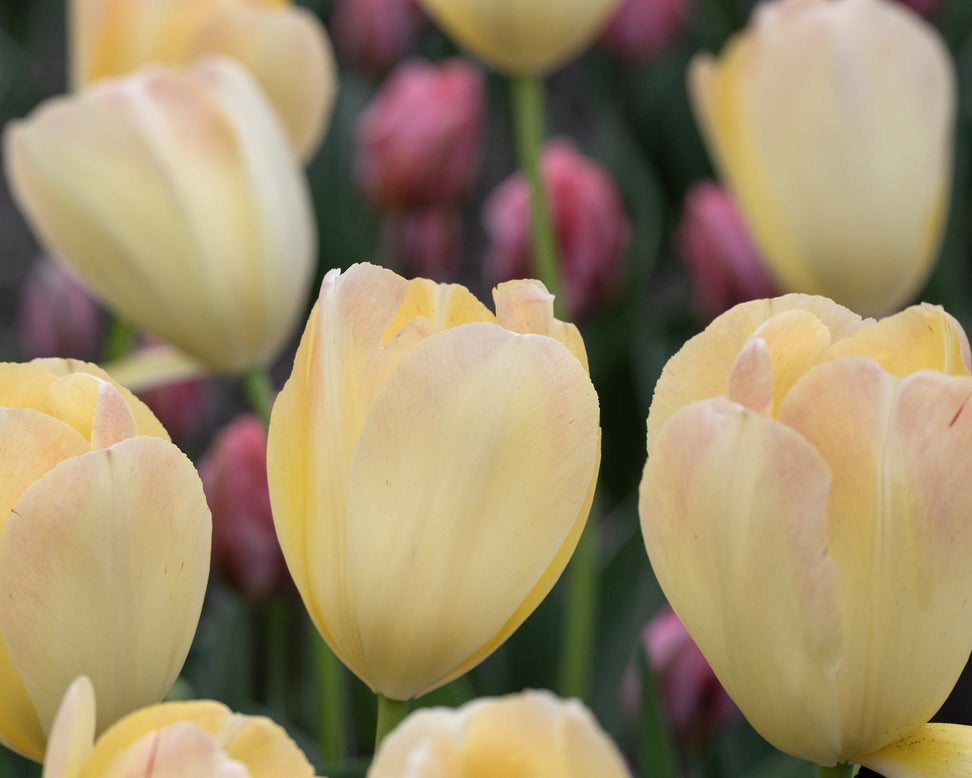 Tulip 'Jade Maiden'