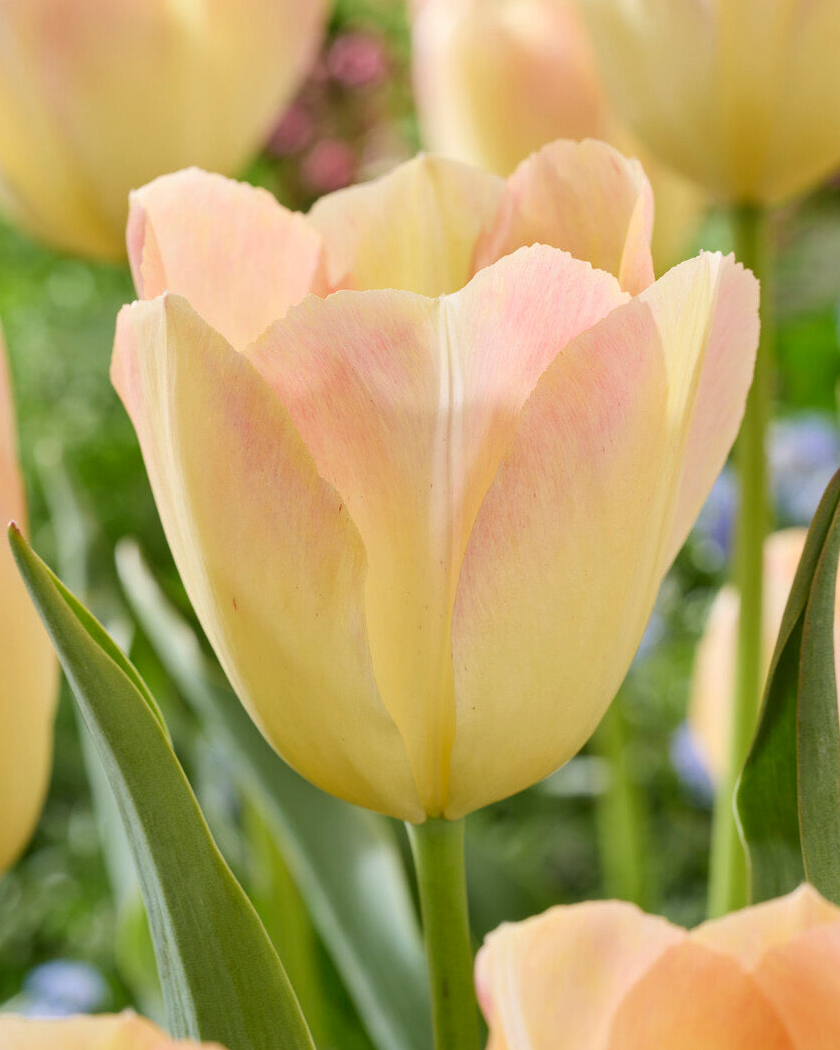 Tulip 'Jade Maiden'