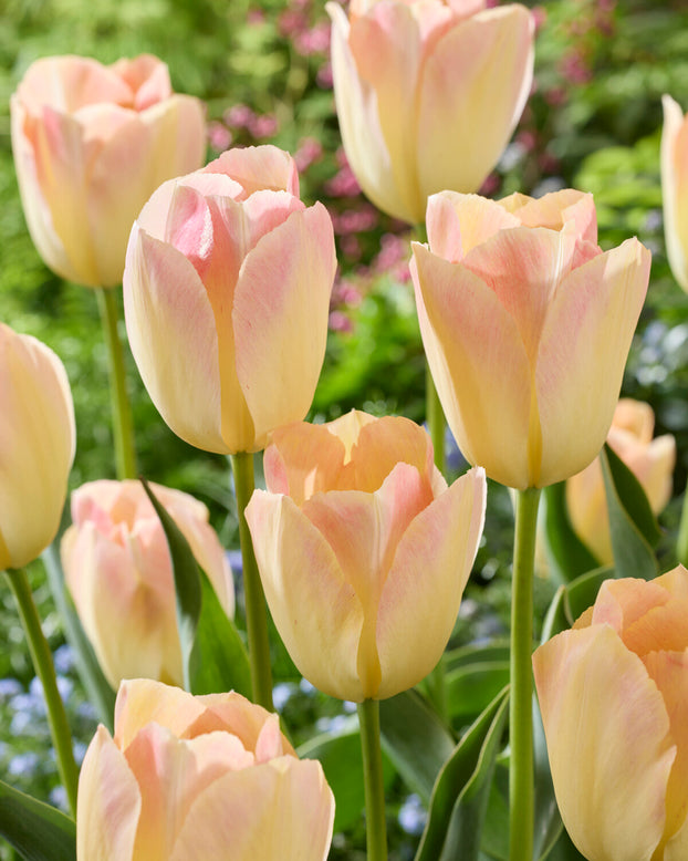 Tulip 'Jade Maiden'