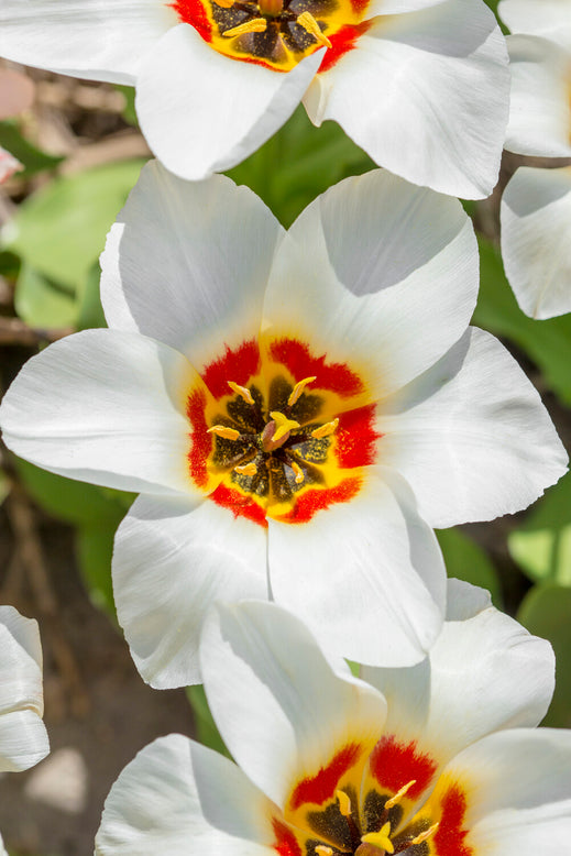 Tulip 'Janet'