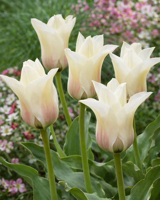Tulip 'Janet'