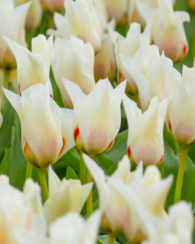 Tulip 'Janet'