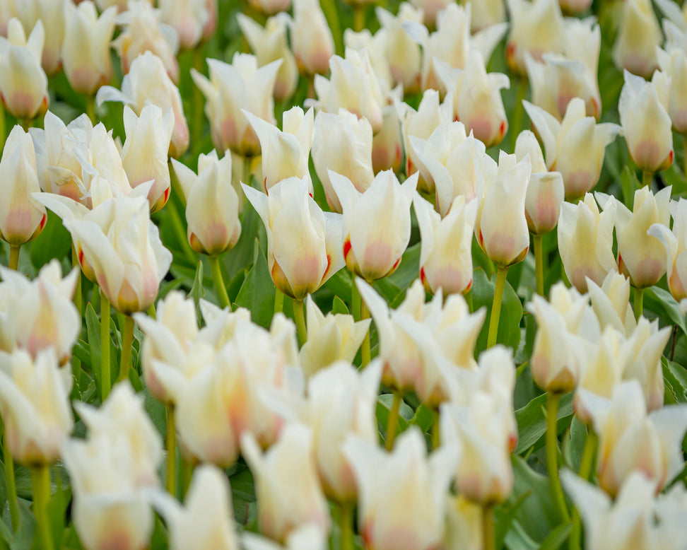 Tulip 'Janet'
