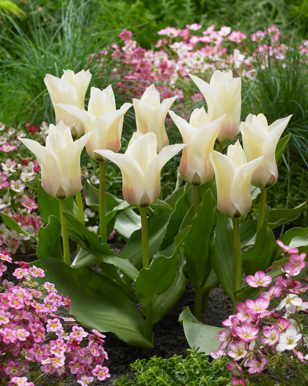 Tulip 'Janet'