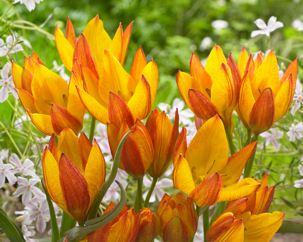 Tulip 'Jara'