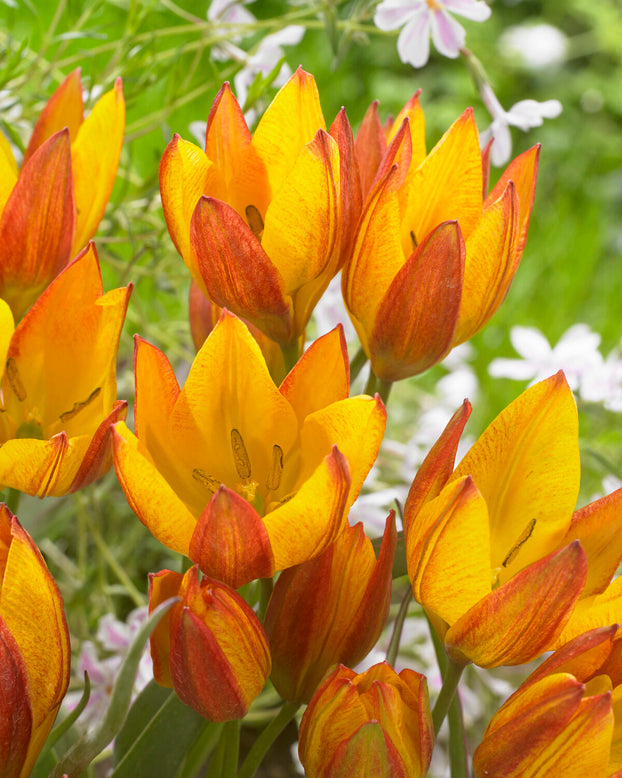Tulip aucheriana 'Jara'