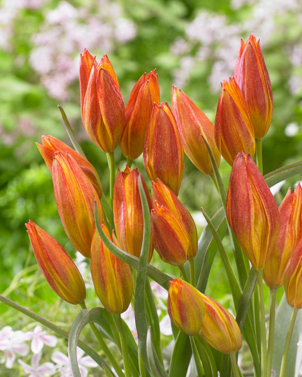 Tulip 'Jara'