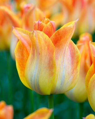 Tulip 'Je t'aime'