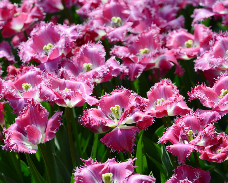 Tulip 'Katie Melua'
