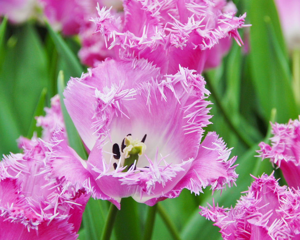 Tulip 'Katie Melua'