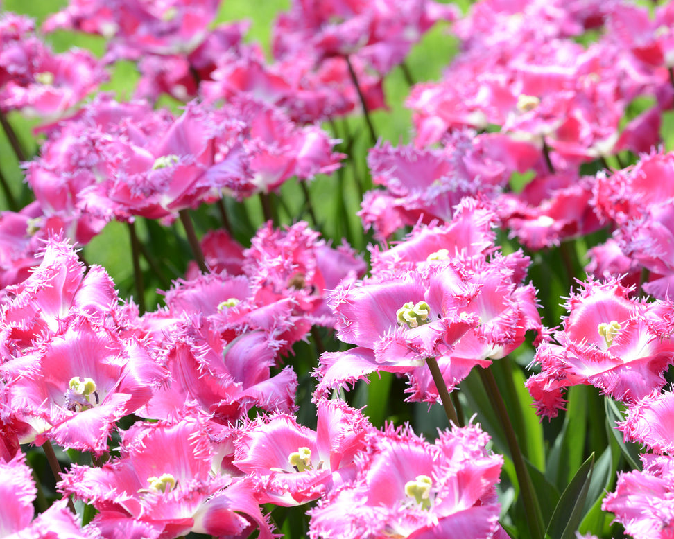 Tulip 'Katie Melua'
