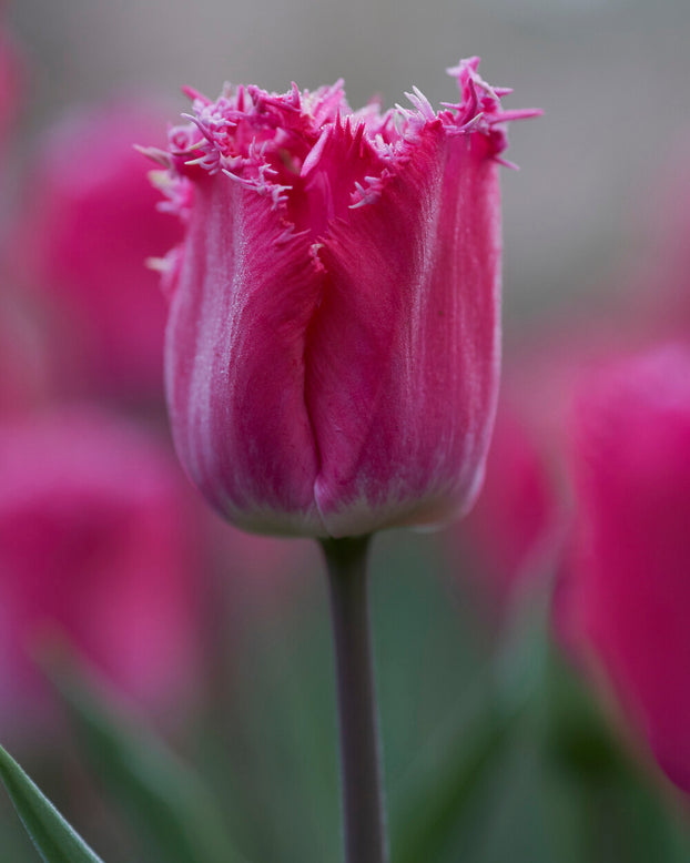 Tulip 'Katie Melua'