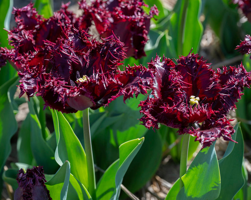 Tulip 'Labrador'
