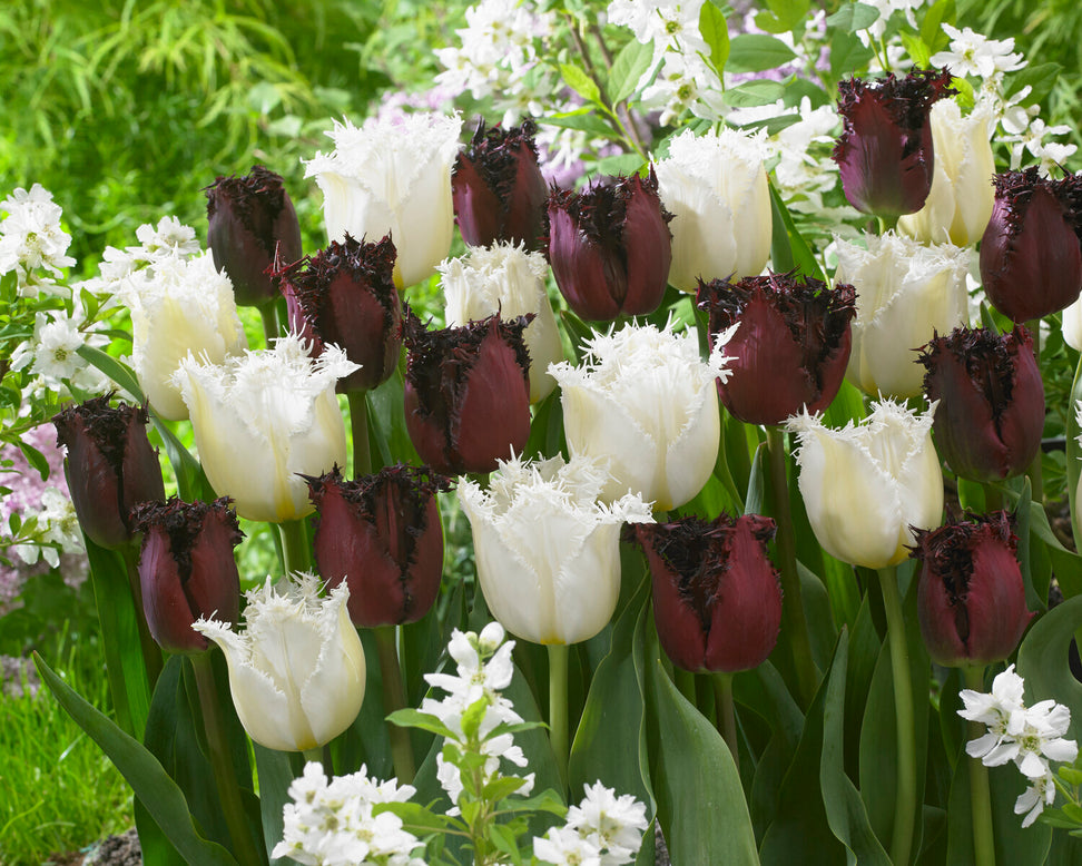 Tulip 'Labrador'