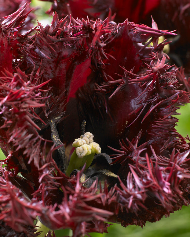 Tulip 'Labrador'