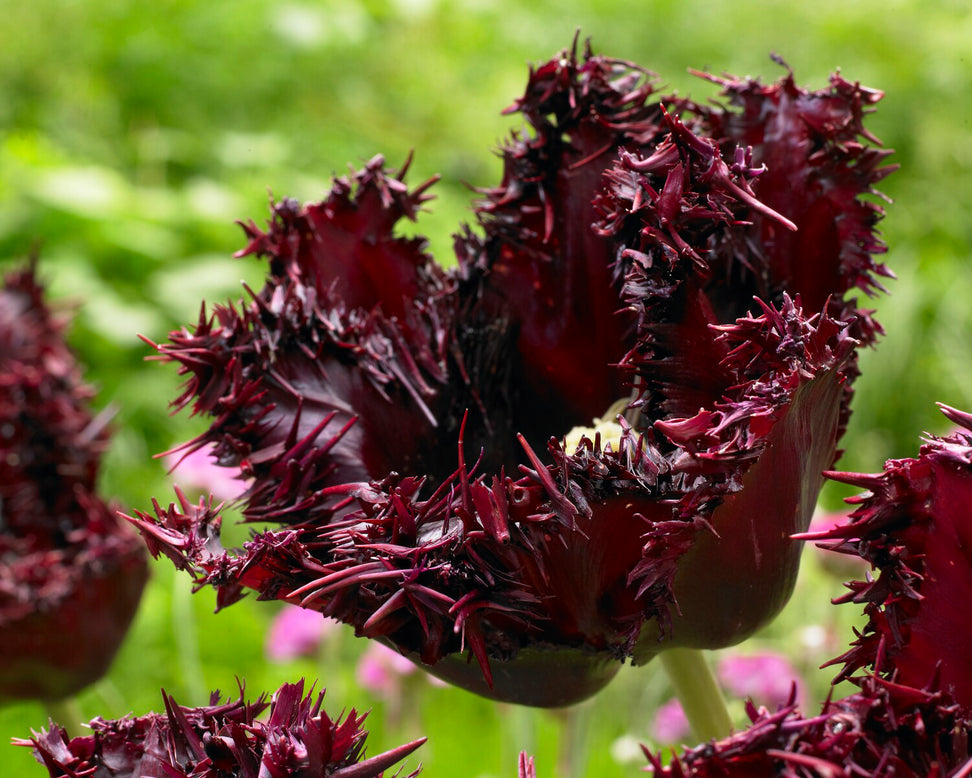 Tulip 'Labrador'