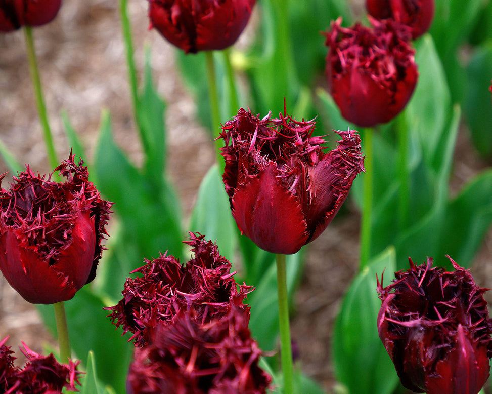 Tulip 'Labrador'