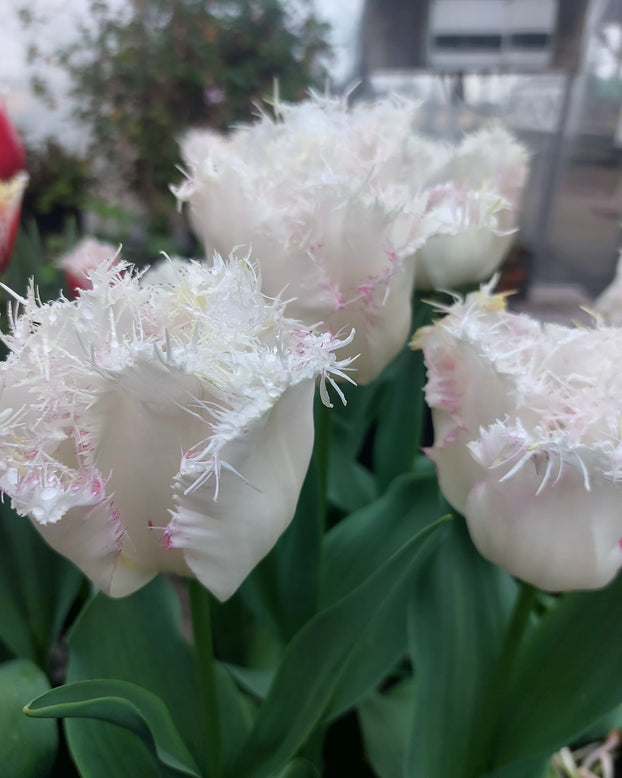 Tulip 'Lady Smile'