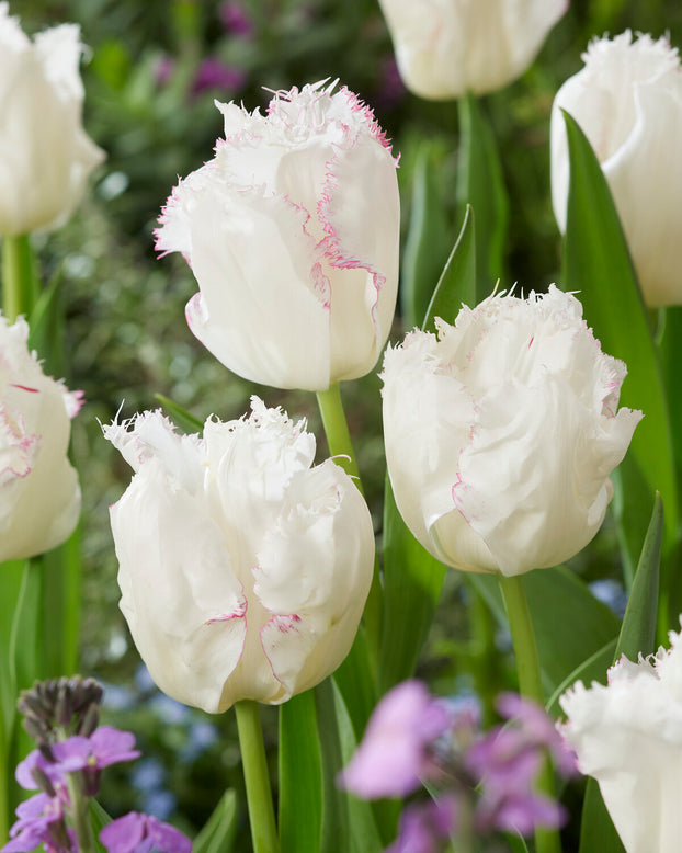 Tulip 'Lady Smile'