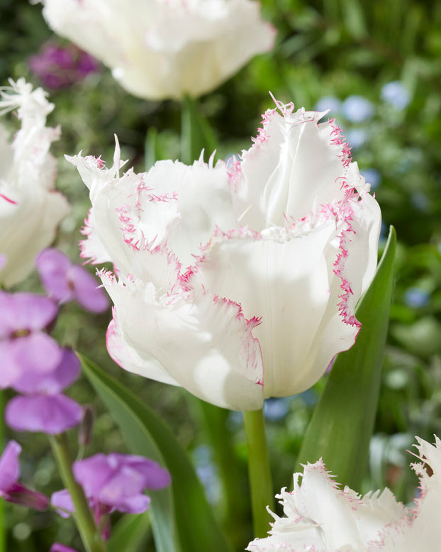 Tulip 'Lady Smile'