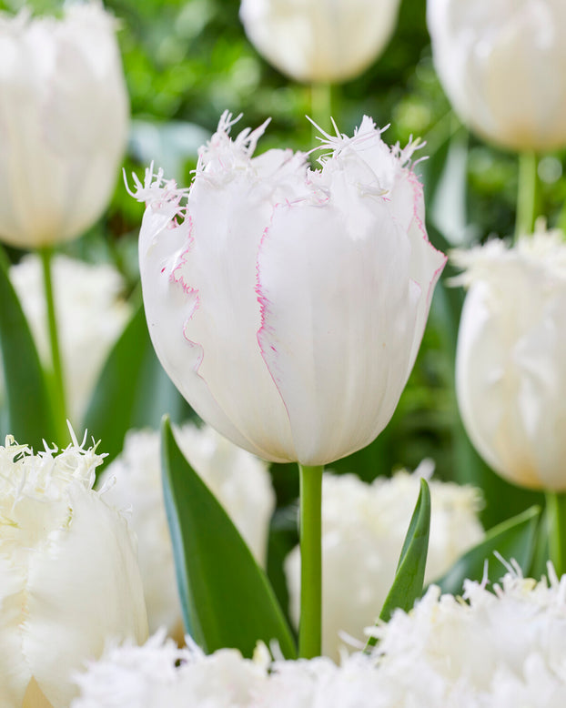 Tulip 'Lady Smile'