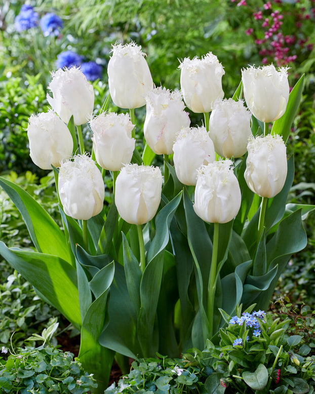 Tulip 'Lady Smile'