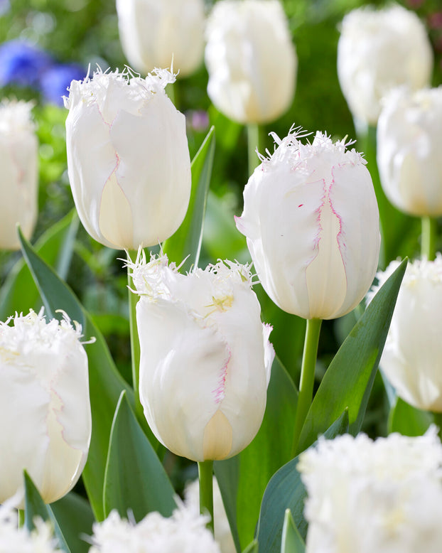 Tulip 'Lady Smile'