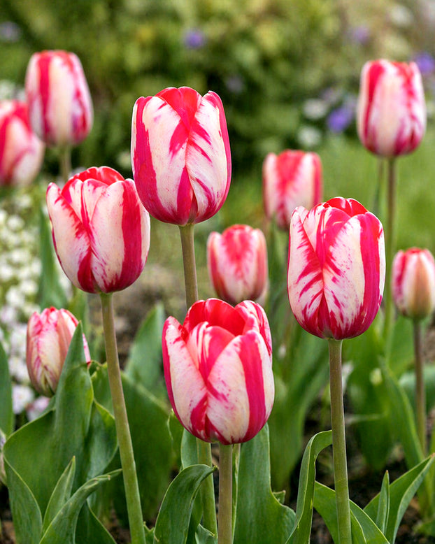Tulip 'Lady Waldorf Astoria'