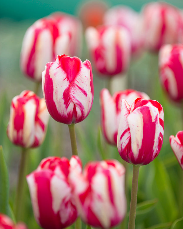 Tulip 'Lady Waldorf Astoria'