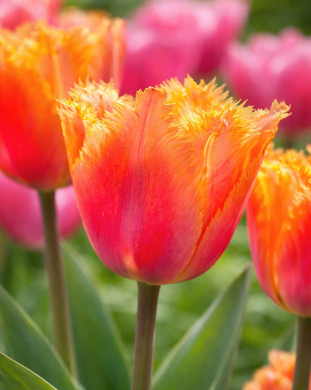 Tulip 'Lambada'